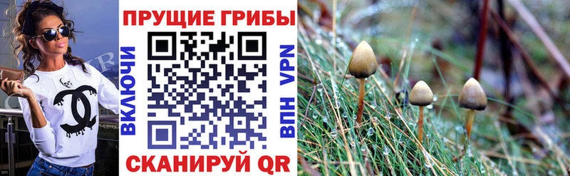 Псилоцибиновые грибы мицелий  Цимлянск 